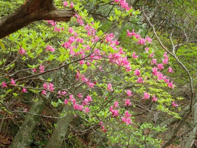 ミツバツツジ（？）