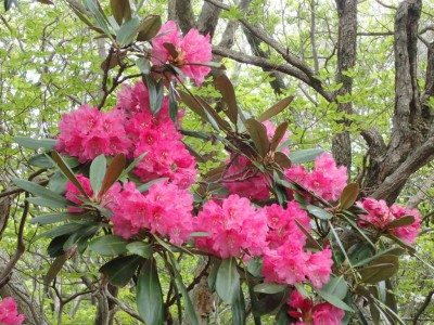 ホンシャクナゲ