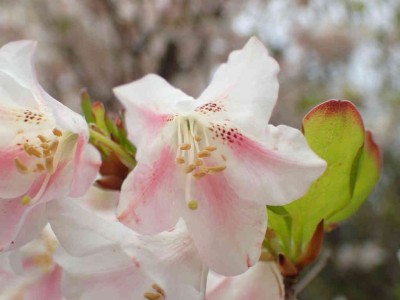 P5150168.jpg (39.35 KiB) 閲覧された回数 2091 回 ピンクのシロヤシオ