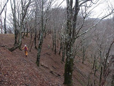 ブナの森のシカさんの道