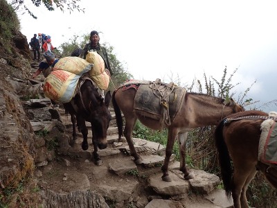 荷を運ぶ馬たち