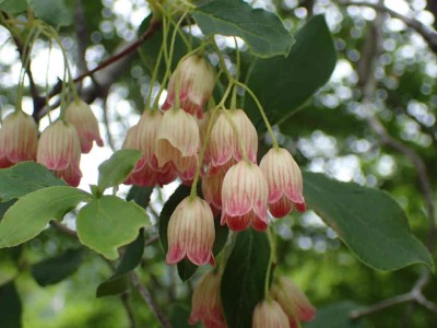 サラサドウダン