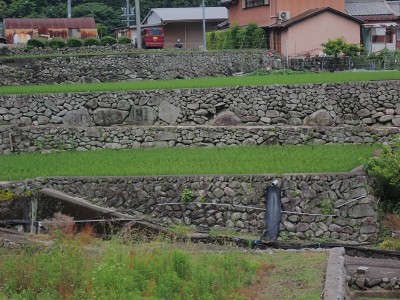 P6070091.JPG (262.71 KiB) 閲覧された回数 3159 回 深野だんだん田