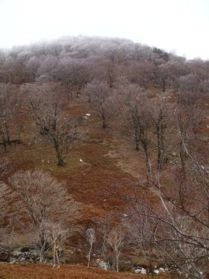 霧氷は稜線上だけ。