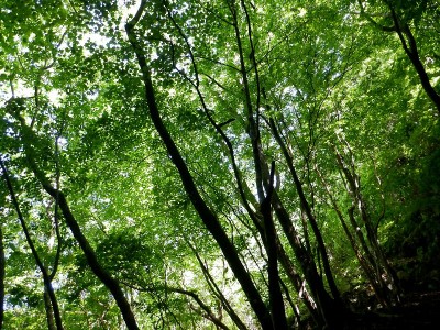 １つ目の滝で振り返った緑。