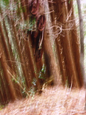 ● コノきつい斜面に索道の残骸あり、送電ガイシも。