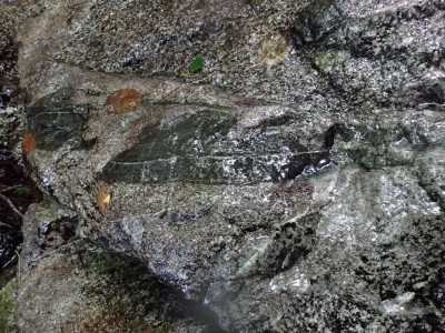 P7240055.jpg (129.3 KiB) 閲覧された回数 1595 回 植物化石