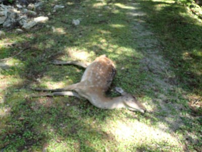 P7300014.jpg (68.44 KiB) 閲覧された回数 4472 回 鹿の遺体