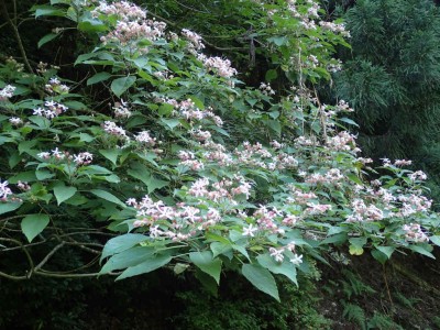 P7300016.jpg (118.05 KiB) 閲覧された回数 4157 回 クサギの花