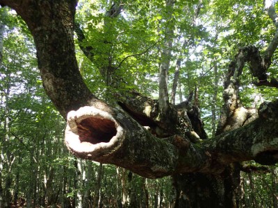 P7300103.jpg (127.68 KiB) 閲覧された回数 4151 回 大ブナ