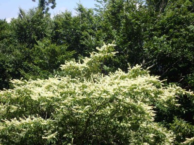 P7300110.jpg (151.86 KiB) 閲覧された回数 4474 回 リョウブの花