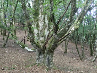 P8060198.jpg (113.67 KiB) 閲覧された回数 7264 回 オオイタヤメイゲツの大木