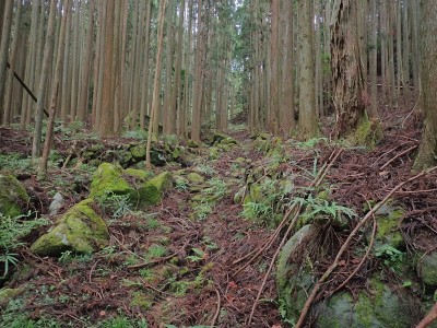 植林になった耕作地