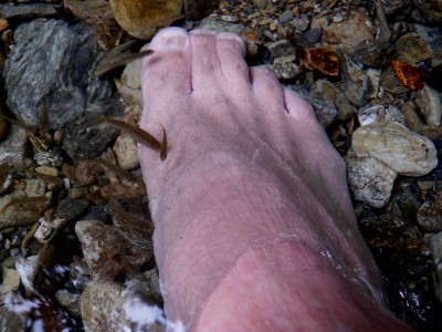 木梶直登谷出合のドクターフィッシュ