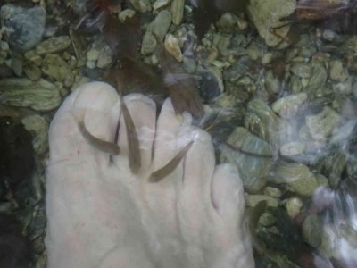 P9180110.jpg (42.03 KiB) 閲覧された回数 18681 回 ドクターフィッシュ