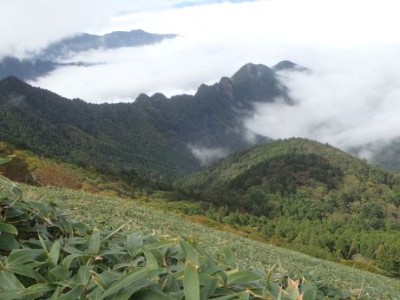 笹ヶ峰の笹原から