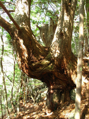 松の古木