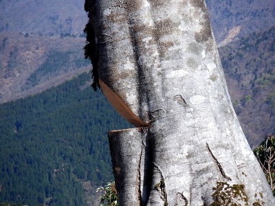 2021年4月10日　大日のブナの伐採