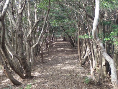 PC100023.jpg (135.41 KiB) 閲覧された回数 1044 回 ウバメガシの小径