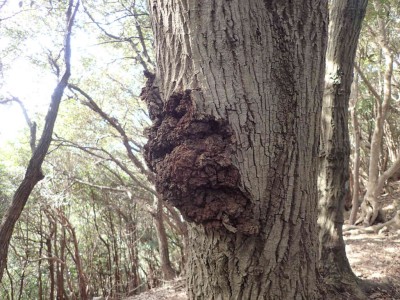 PC100025.jpg (108.08 KiB) 閲覧された回数 1069 回 ウバメガシのこぶ病?