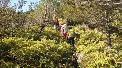 シダが蔓延る尾根（2025年2月）