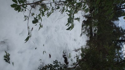 藪っぽくなってきた