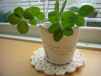 家内が育てた四つ葉のクローバー