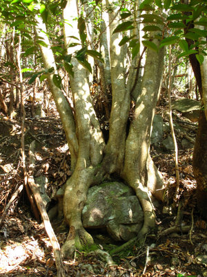 IMG_4531.jpg (476.65 KiB) 閲覧された回数 19627 回 マルモリの木