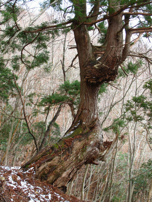 IMG_4546.jpg (529.11 KiB) 閲覧された回数 19627 回 杉の古木