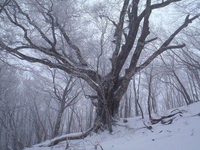 20111211-14.jpg (191.11 KiB) 閲覧された回数 11501 回 ハカノ谷巨ブナ