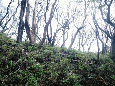 IMGP9538.JPG (143.66 KiB) 閲覧された回数 13668 回 古語録左俣から登山道目前