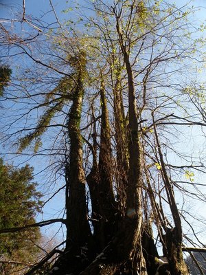 カツラの大木