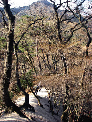 ● 気持ち好い雑木の尾根を走るのさ