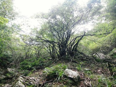 金地峠の北直下の金地谷源頭