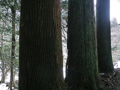横蔵寺三本杉のベンチ