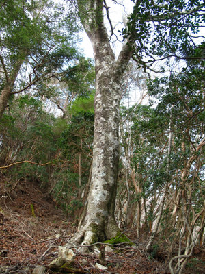 この尾根ではめずらしいブナの大木