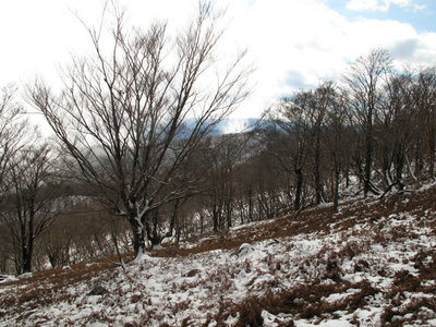 嘉茂谷ノ頭山頂付近