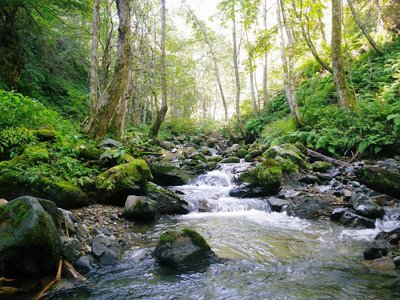 IMGP9656いい感じ.JPG (135.42 KiB) 閲覧された回数 5501 回 森に包まれる