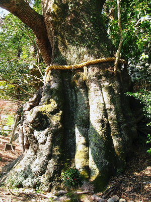 ● 長島神社の大楠、ナニかを語りかけてるよ