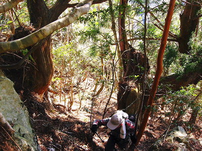 ● 大杉アガリコ帯を上がる、この大木はどうして降ろしたのかなあ。