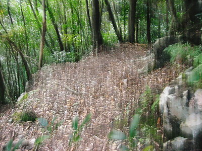 ● 広い古道が尾根上を横切ってるよ。