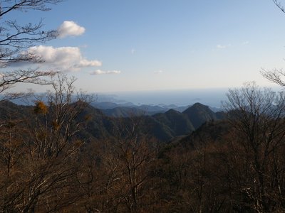 ヤドリギと熊野灘