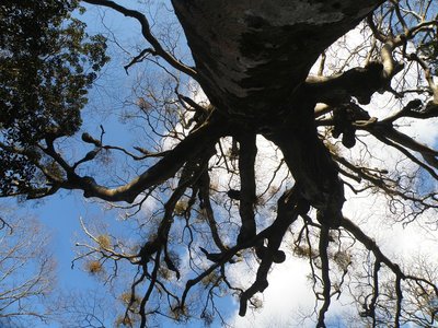 ヤドリギのついたブナ