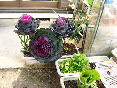 ● こんなのも正月飾りつくりますた、松とササウラジロ採りにいかねばネ