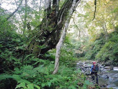 サワグルミの大木