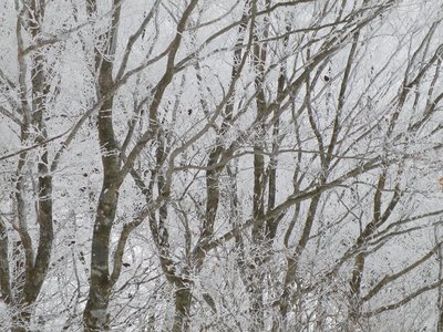 樹氷に小鳥の群れ