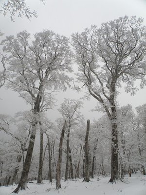奥ワサビ谷源流の森