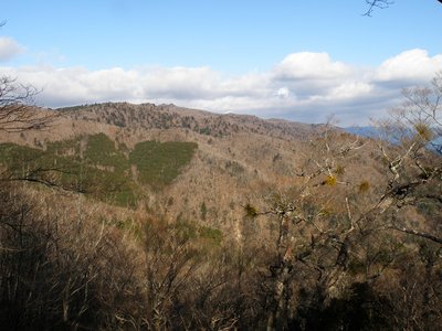 双耳峰嘉茂助谷ノ頭とヤドリギのついたブナ
