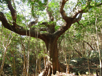 釣鐘堂跡のイヌグス