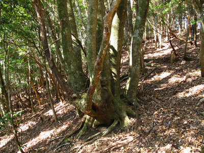 IMG_4634.jpg (581.21 KiB) 閲覧された回数 3071 回 枝割れの木